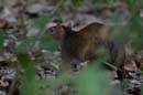 1656_2938_CostaRica_Parc_Manuel_Antonio_Aguti_