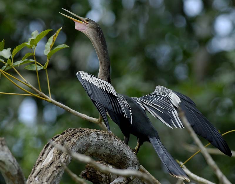 001_086001_CostaRica_Cano_Negro_Anhinga_