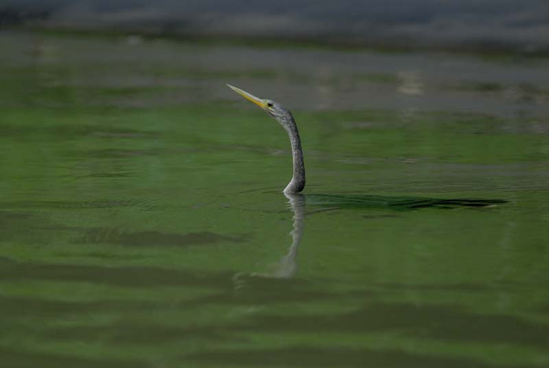 001_1093_CostaRica_Cano_Negro_Anhinga_