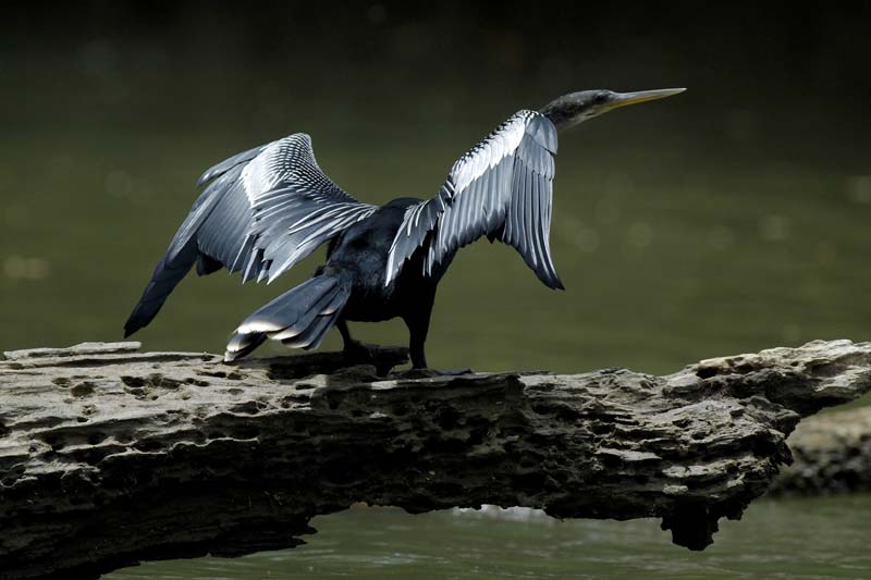 001_1117_CostaRica_Cano_Negro_Anhinga_