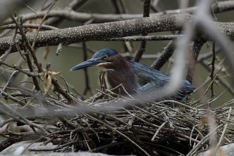 003_0937_CostaRica_Cano_Negro_Heron_vert_