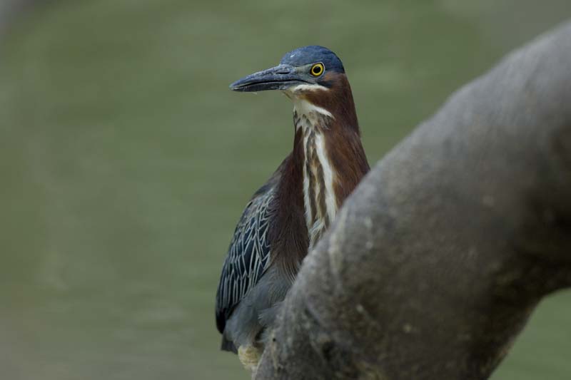 003_0947_CostaRica_Cano_Negro_Heron_vert_