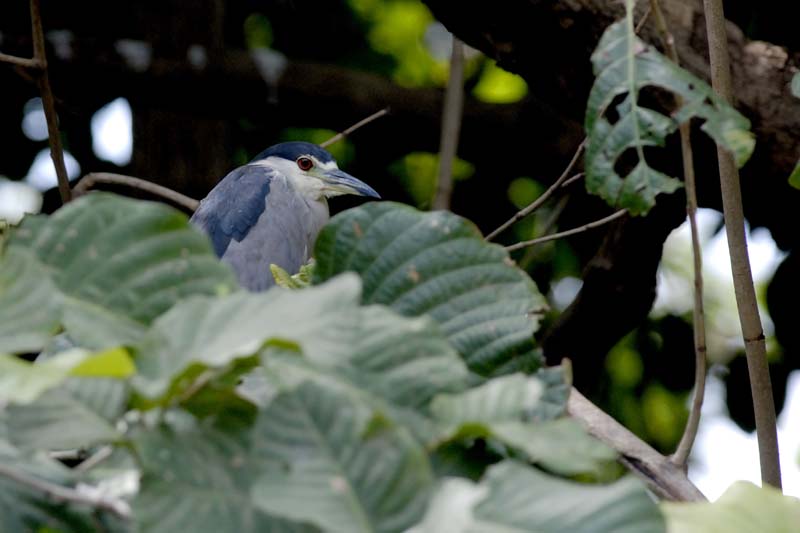 004_1785_CostaRica_Palo_Verde_Bihoreau_gris_