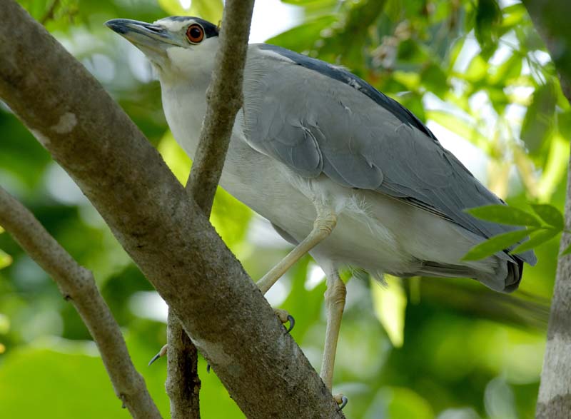 004_2065_CostaRica_Palo_Verde_Bihoreau_gris_