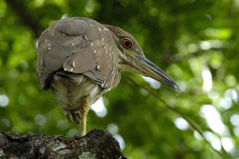 004_2091_CostaRica_Palo_Verde_Bihoreau_gris_1