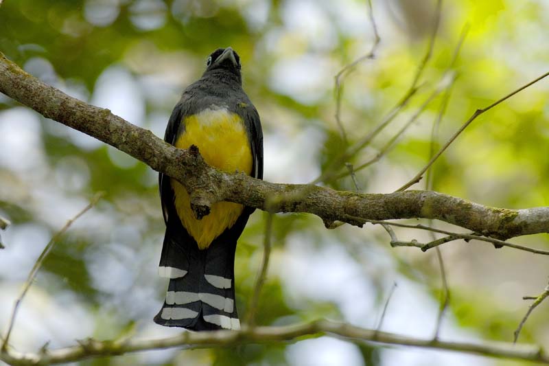 0767_CostaRica_Cano_Negro_Trogon_a_tete_noire_