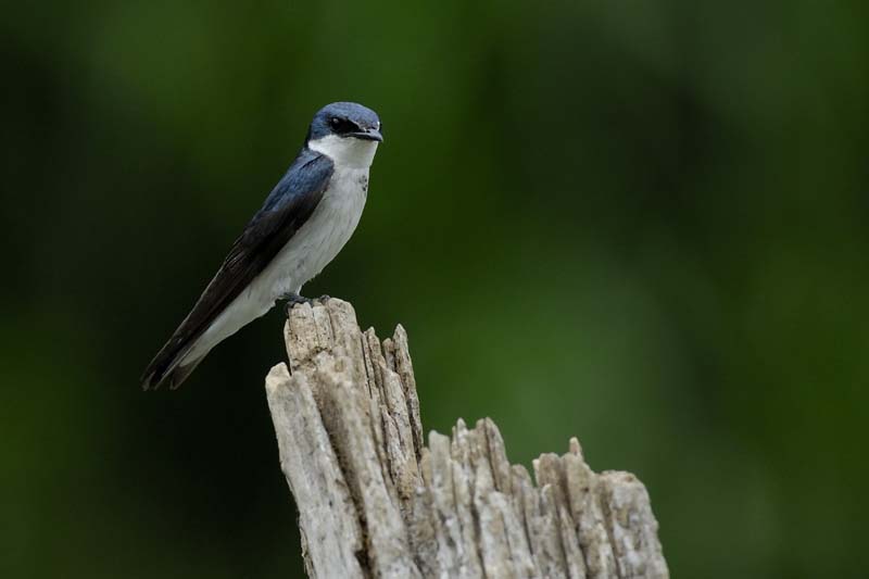 0854_CostaRica_Cano_Negro_Hirondelle_bleu_et_blanc_