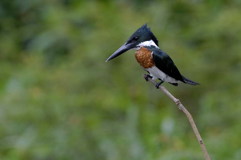 0960_CostaRica_Cano_Negro_Martin_pecheur_d_Amazonie_