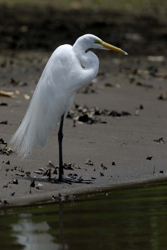 1100_CostaRica_Cano_Negro_Grande_Aigrette_