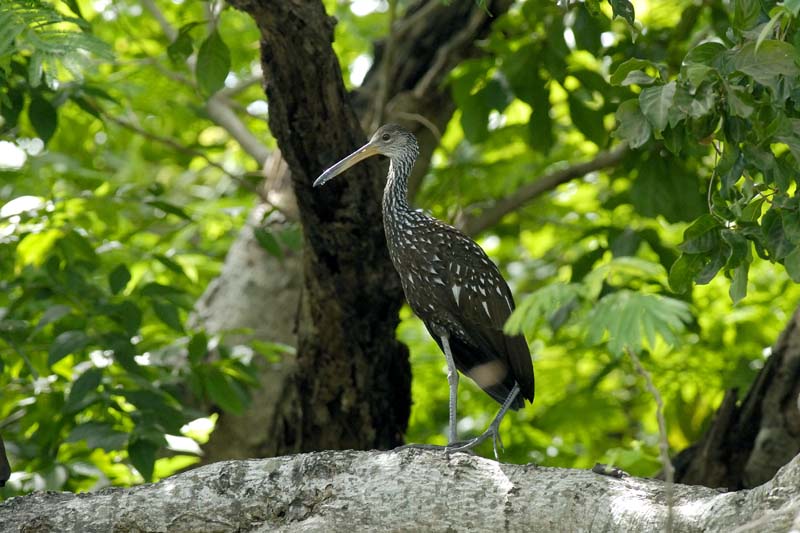 1778_CostaRica_Palo_Verde_Courlan_brun_