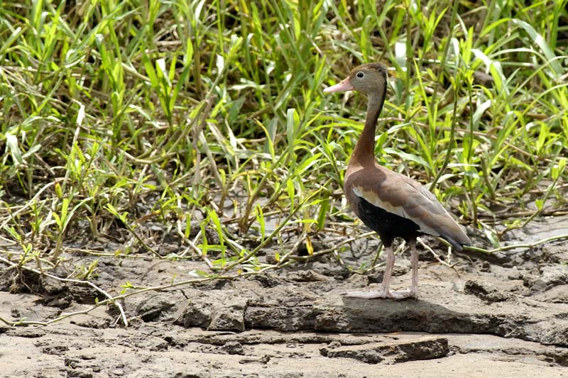 1992_CostaRica_Palo_Verde_Dendrocygne_a_ventre_noir_