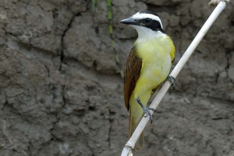 2082_CostaRica_Palo_Verde_
