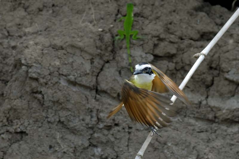 2083_CostaRica_Palo_Verde_