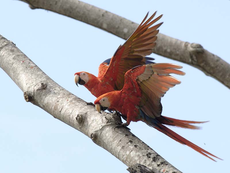 2762_CostaRica_Jaco_Aras_rouges_