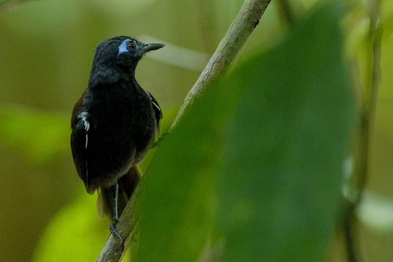 2996_CostaRica_Parc_Manuel_Antonio_Alapi_a