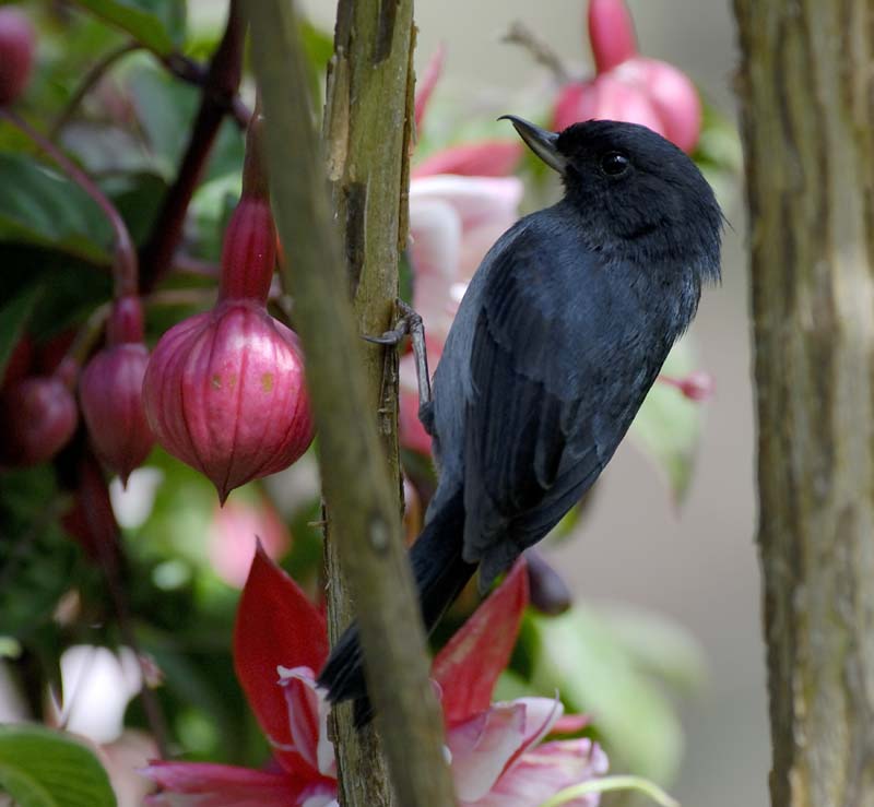 3492_CostaRica_Trogon_Lodge_