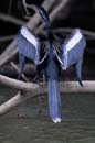 001_1074_CostaRica_Cano_Negro_Anhinga_