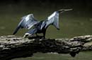 001_1117_CostaRica_Cano_Negro_Anhinga_
