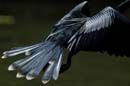 001_1119_CostaRica_Cano_Negro_Anhinga_