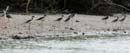 002_1832_CostaRica_Palo_Verde_Echasse_d_Amerique_