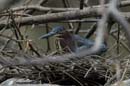 003_0937_CostaRica_Cano_Negro_Heron_vert_