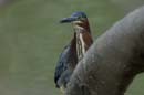003_0947_CostaRica_Cano_Negro_Heron_vert_