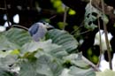 004_1785_CostaRica_Palo_Verde_Bihoreau_gris_
