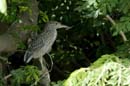 004_1798_CostaRica_Palo_Verde_Bihoreau_gris_juv_