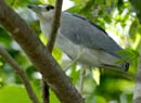004_2065_CostaRica_Palo_Verde_Bihoreau_gris_