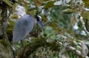 005_0916_CostaRica_Cano_Negro_Savacou_huppe_