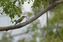006_1700_CostaRica_Rincon_de_la_Viejas_motmot_