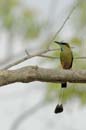 006_1709_CostaRica_Rincon_de_la_Viejas_motmot_