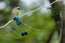 006_2007_CostaRica_Palo_Verde_Motmot_a_sourcils_bleus_