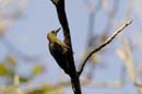 007_2843_CostaRica_Parc_Manuel_Antonio_Pic_enfume_