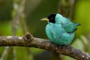 0323_CostaRica_La_Paz_Guit-guit_emeraude_