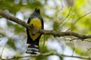 0767_CostaRica_Cano_Negro_Trogon_a_tete_noire_