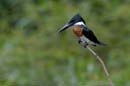 0960_CostaRica_Cano_Negro_Martin_pecheur_d_Amazonie_