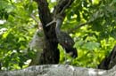 1778_CostaRica_Palo_Verde_Courlan_brun_