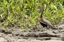 1992_CostaRica_Palo_Verde_Dendrocygne_a_ventre_noir_