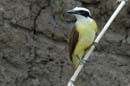 2082_CostaRica_Palo_Verde_