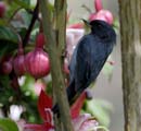 3492_CostaRica_Trogon_Lodge_