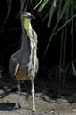 1960_CostaRica_Palo_Verde_Onore_du_Mexique_