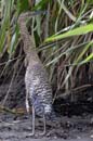 2164_CostaRica_Palo_Verde_Onore_du_Mexique_