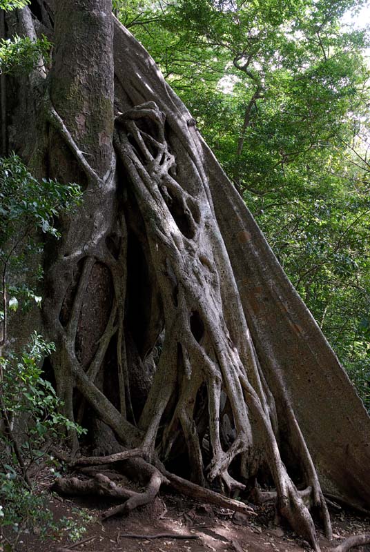1474_CostaRica_Rincon_de_la_Viejas_