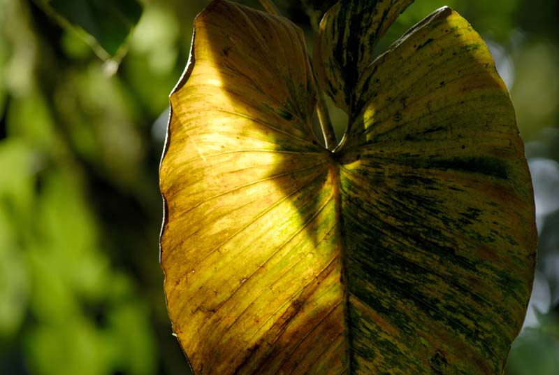 2422_CostaRica_Monteverde_