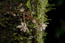 0523_CostaRica_Tirimbina_Cacaoyer