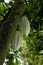 0539_CostaRica_Tirimbina_Cacaoyer