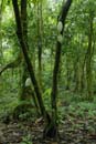 0546_CostaRica_Tirimbina_Cacaoyer