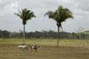 0732_CostaRica_Cano_Negro_