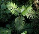 2411_CostaRica_Monteverde_